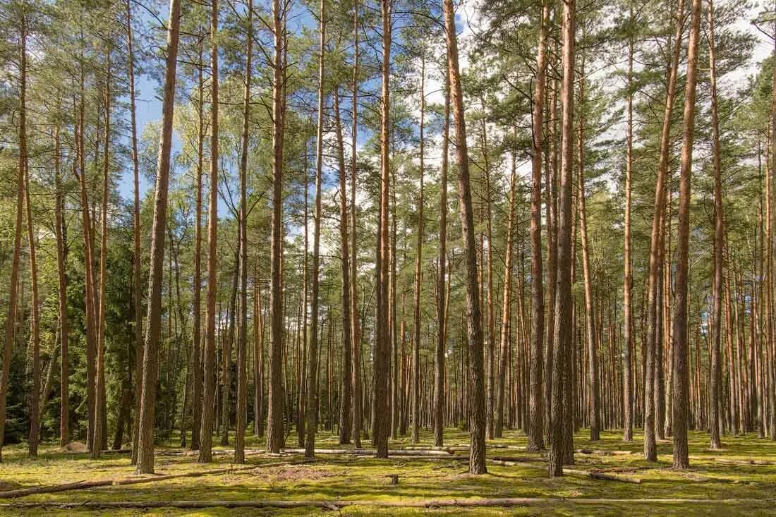 Беловежская пуща. Национальн парк дуб беловежская пуща. Пуща событий. Национальн парк дуб беловежская пуща. Беловежская пуща реликтовый лес.