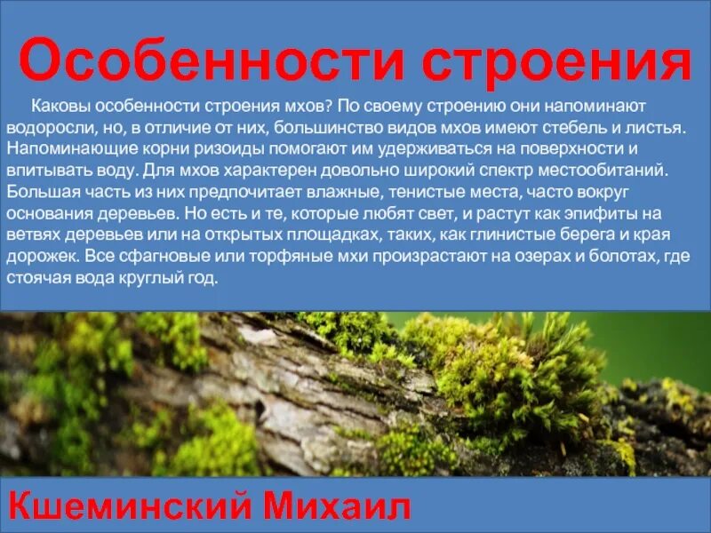 Каковы особенности строения и жизнедеятельности. Особенности строения мхов.