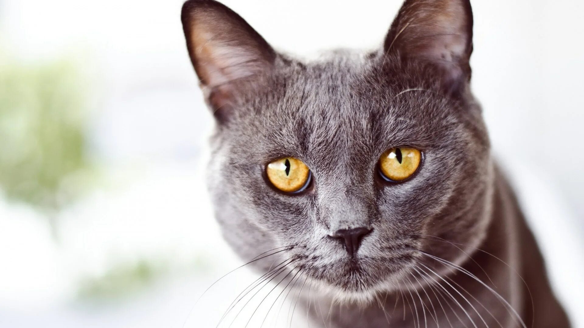 Морда кота. Серая кошка с янтарными глазами. Красивые коты. Серая кошка с желтыми глазами. Кошки с серыми глазами порода