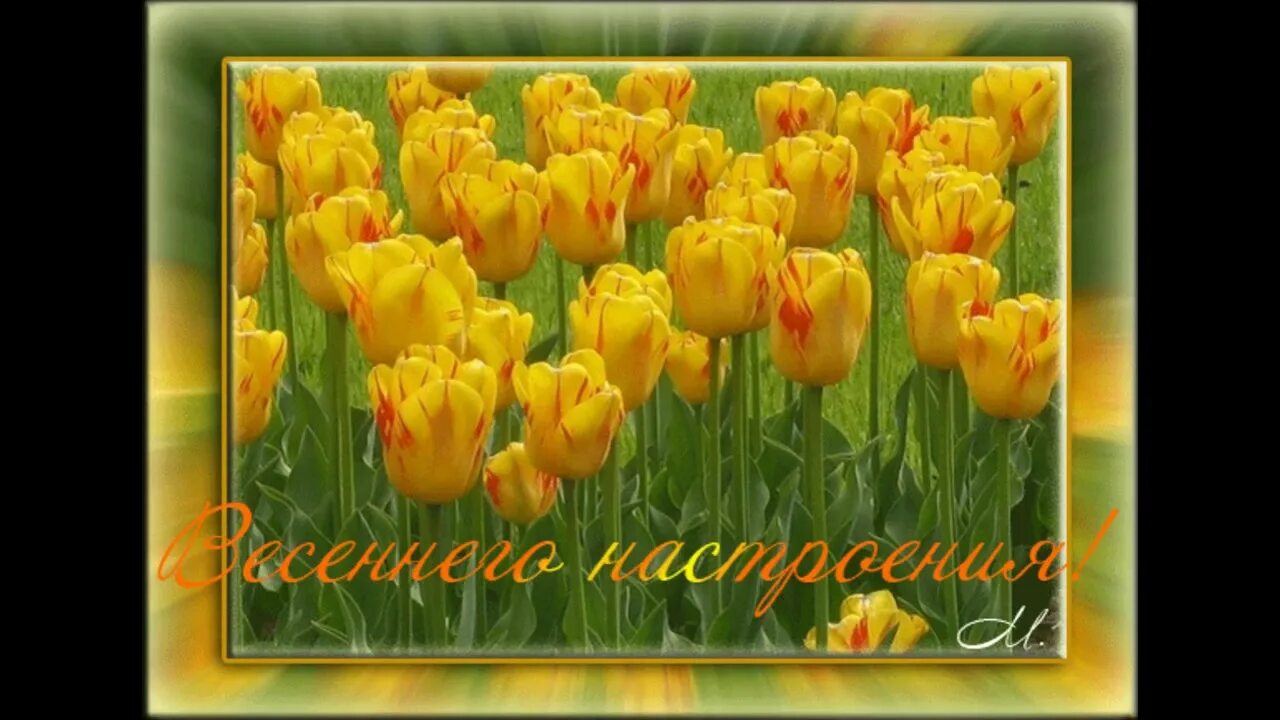 Караоке желтые тюльпаны со словами. Жёлтые тюльпаны караоке текст. Наташа королёва в детстве. Жёлтые тюльпаны песня караоке с текстом. Караоке желтые тюльпаны со словами.