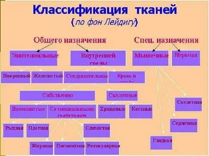 Общие принципы организации это