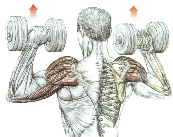 Как правильно гантели плечи
