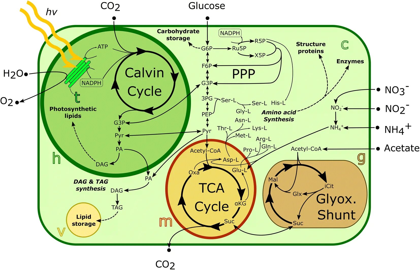 Взаимосвязь митохондрий и рибосом. Цикл в митохондриях. Напряжение кислорода в митохондриях. Глиоксилатный цикл. Глиоксилатный цикл биохимия.