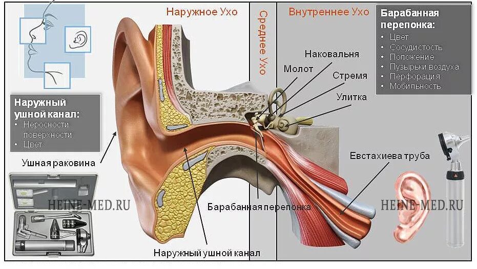 Лор название врача. ЛОР инструменты. Инструменты отоларинголога названия. Инструменты ЛОР врача. Инструменты в оториноларингологии.