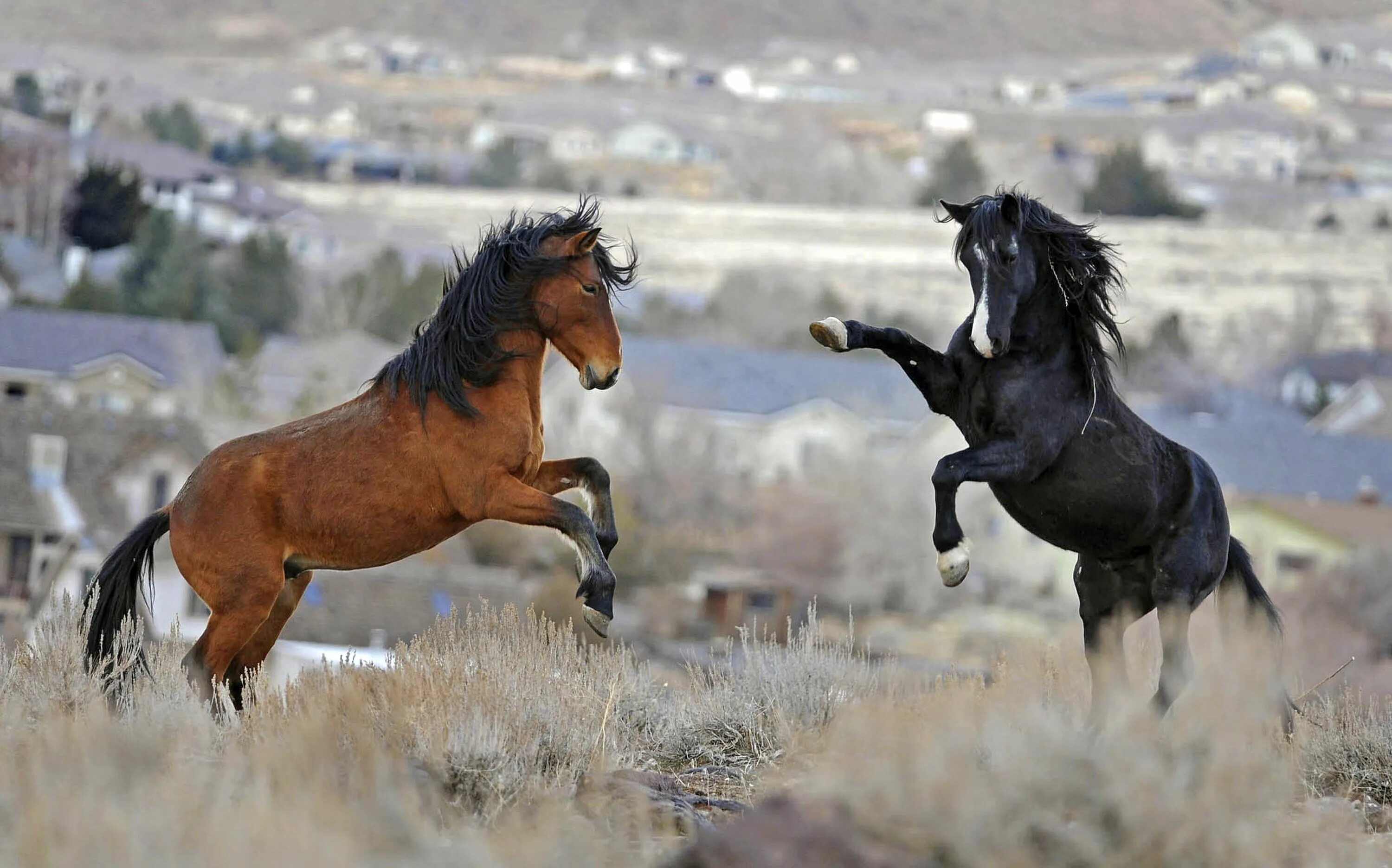 Called horse. Мустанг одичавшая лошадь. Дикие Мустанги Дикие лошади. Мустанги лошади в дикой природе. Лошадь Мустанг иноходец.