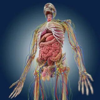Inside body