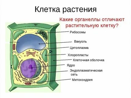 Рассмотри рисунок растительной клетки какая структура клетки обозначена на рисунке буквой г