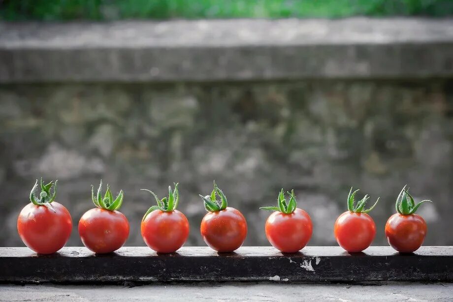 Что будет если есть помидоры каждый. Помидоры в оболочке. some tomatoes. летящий в лоб помидор картин фото.