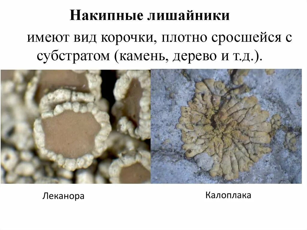 Накипные лишайники. Доклад о лишайниках 5 класс биология. Накипной лишайник 5 класс биология. Лишайников 5 класс биология. Что такое лишайники 5 класс биология