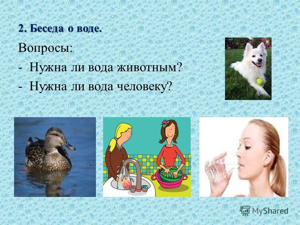 собака пьет. роль воды в жизни животных.