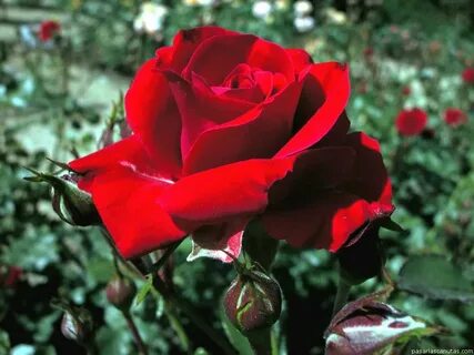 Rose rouge
