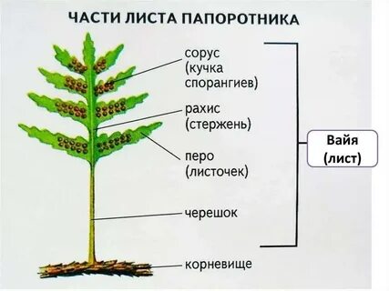 Описание листа папоротника