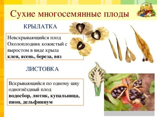 Какой из перечисленных плодов является многосеменным. Крылатка плод односемянной. Сухие многосемянные плоды крылатка. Сухие односемянные растения. Крылатка плод строение околоплодника.