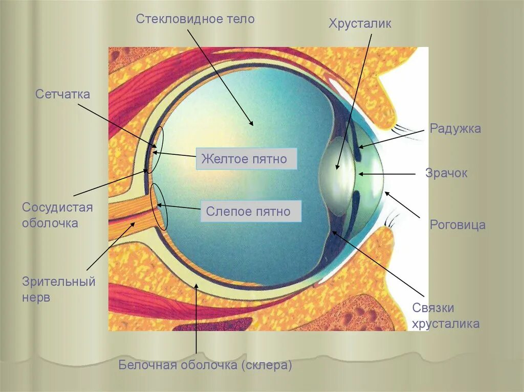 Строение глаза сетчатка роговица хрусталик. Роговица зрачок хрусталик стекловидное тело сетчатка. Белочная оболочка склера. Белочная оболочка глазного яблока. Цвет сосудистой оболочки глаза