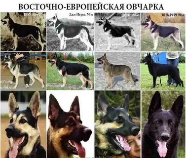 Отличия пород