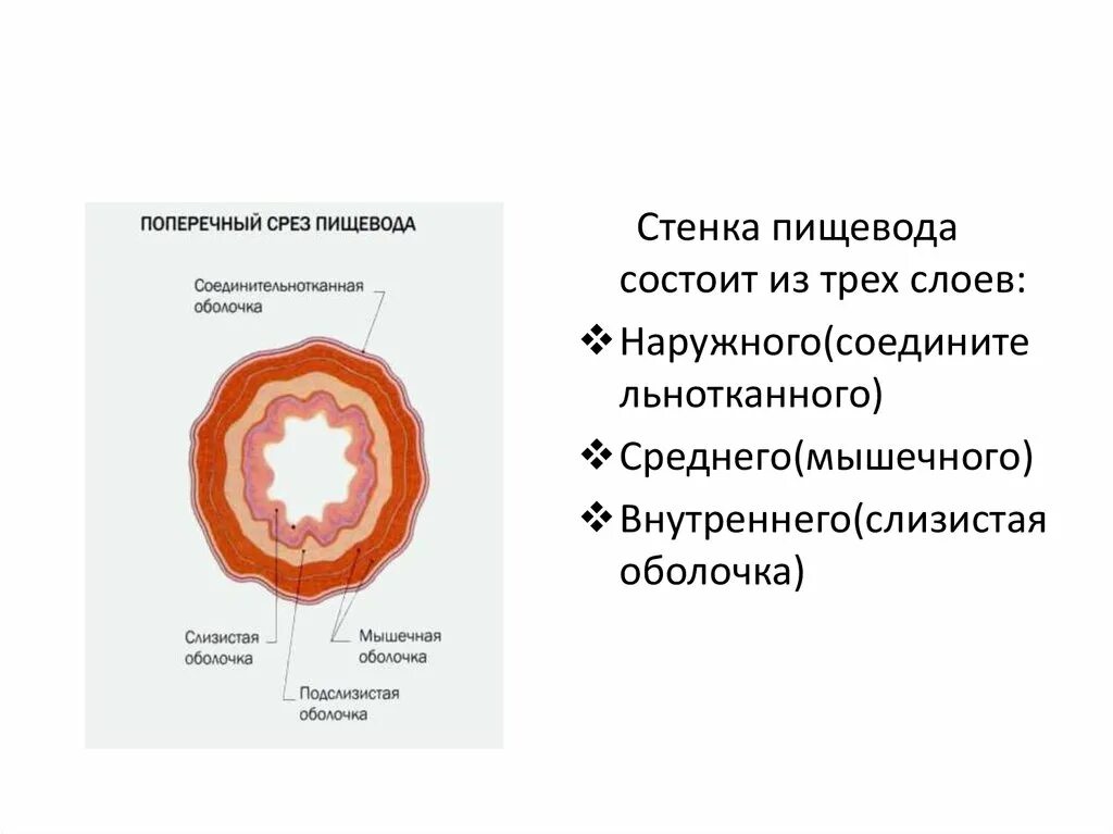 Строение оболочек стенки пищевода. Строение стенки пищевода слои. Поперечный срез стенки пищевода. Строение стенки пищевода поперечный. Слои пищевода