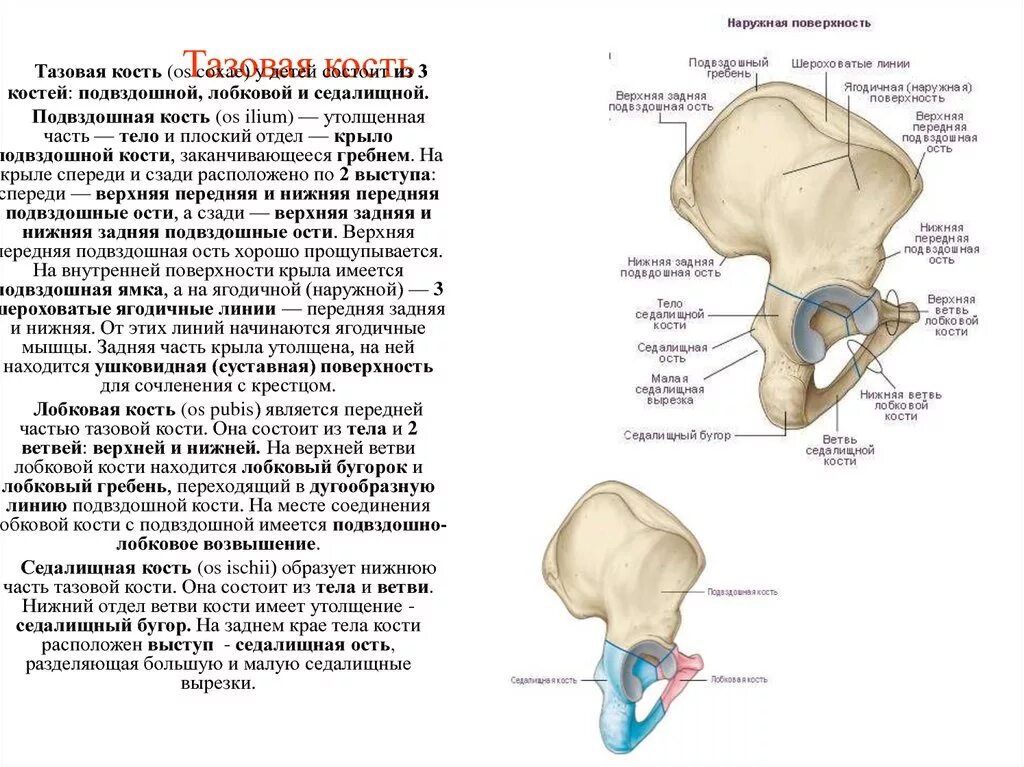 Подвздошная кость находится. Тазовая кость (os Coxae). Подвздошная кость (os Ilium). Части подвздошной кости анатомия. Седалищная кость кость анатомия.