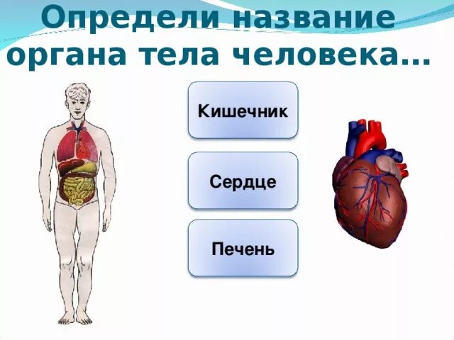 Высшие органы человека. Название органов человека. Внешняя система органов человека. Внутренние органы человека 4 класс.