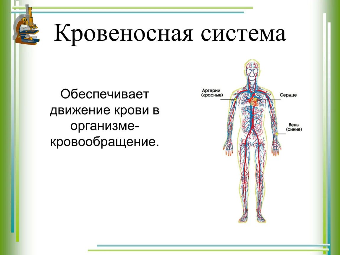 Система кровообращения человека 3 класс окружающий мир. Кровеносная система человека схема 4 класс. Органы кровеносной системы 3 класс окружающий. Система кровообращения человека схема 3 класс.