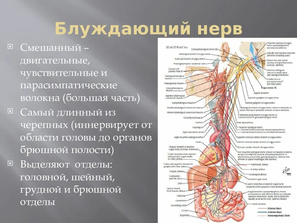 Левый блуждающий нерв. Блуждающий нерв 1 Нейрон. Блуждающий нерв иннервирует бронхи. Вагус блуждающий нерв. Блуждающий нерв чувствительные волокна.