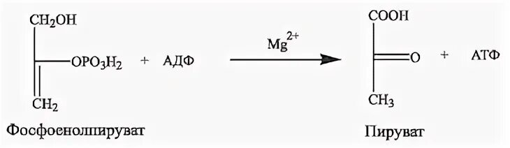 Пировиноградная кислота образуется в процессе гликолиза. Реакции субстратного фосфорилирования в гликолизе. Реакции субстратного фосфорилирования в процессе гликолиза. Уравнение реакции образования молочной кислоты из пировиноградной.