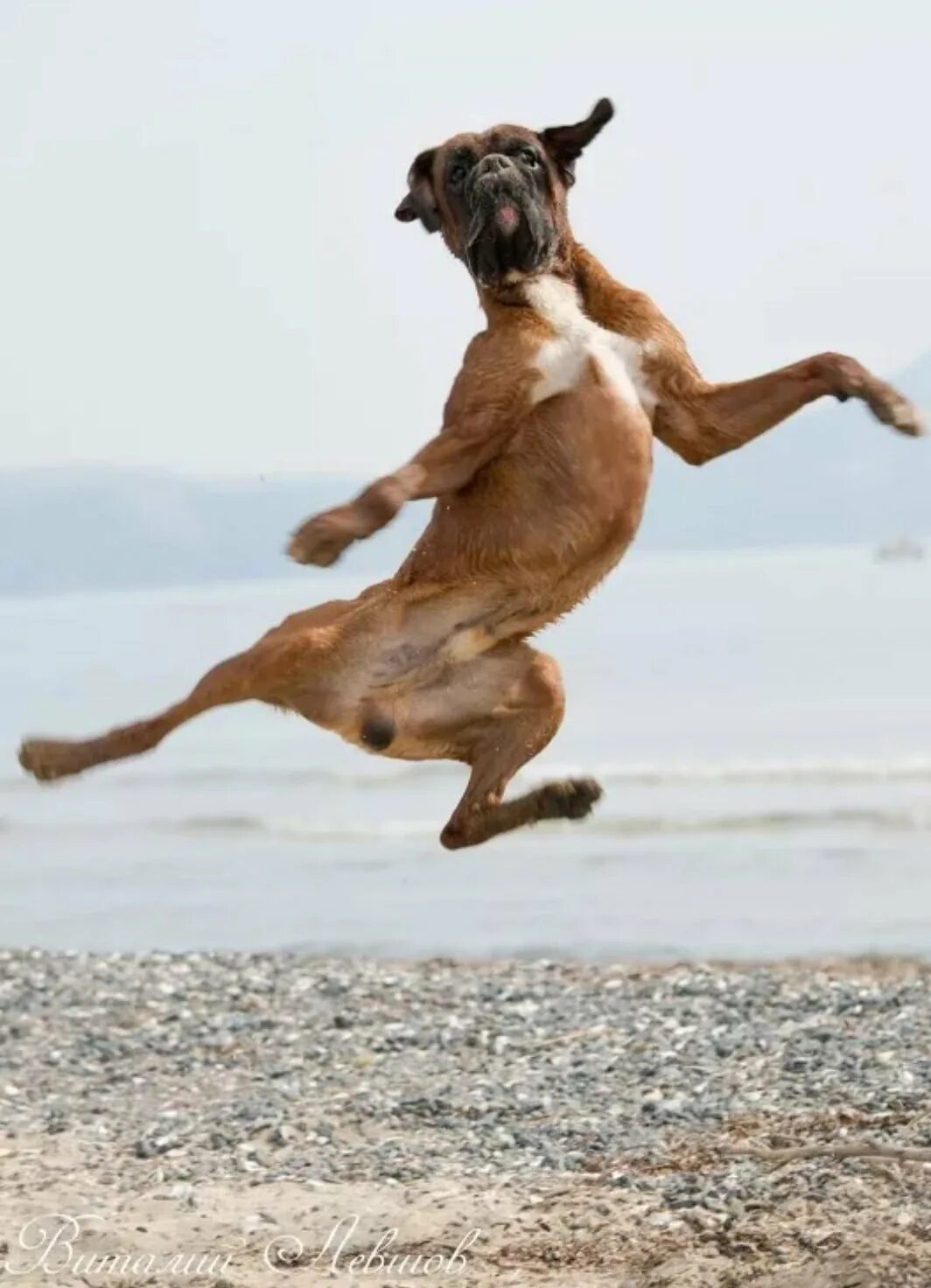 Собака в прыжке. Собака бежит. Радостная собака. Собака радуется.