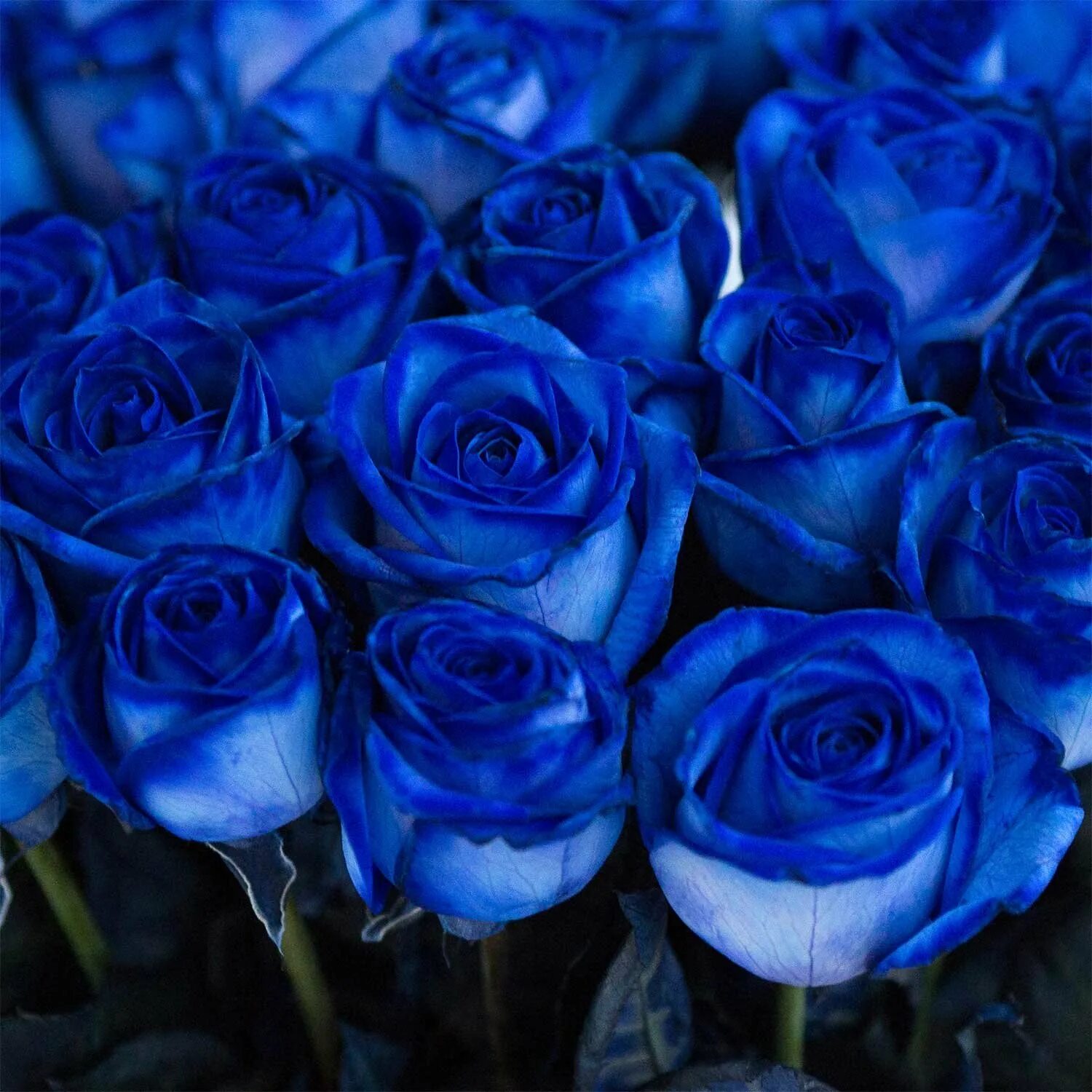 Саженцы голубой розы. 25 Синих роз букет.