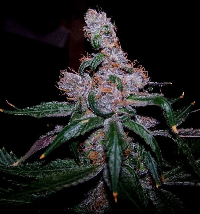 Самый известный сорт. Сатива blueberry. сорт каннабиса блуберри. марихуана сатива индика гибрид. индика сорт.