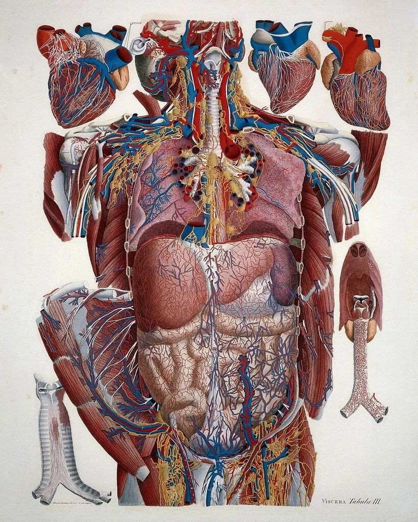 Анатомия человека. Анатомический атлас человека. Цветная анатомия человека.