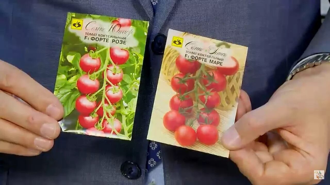 Коктейльные сорта томатов для теплиц