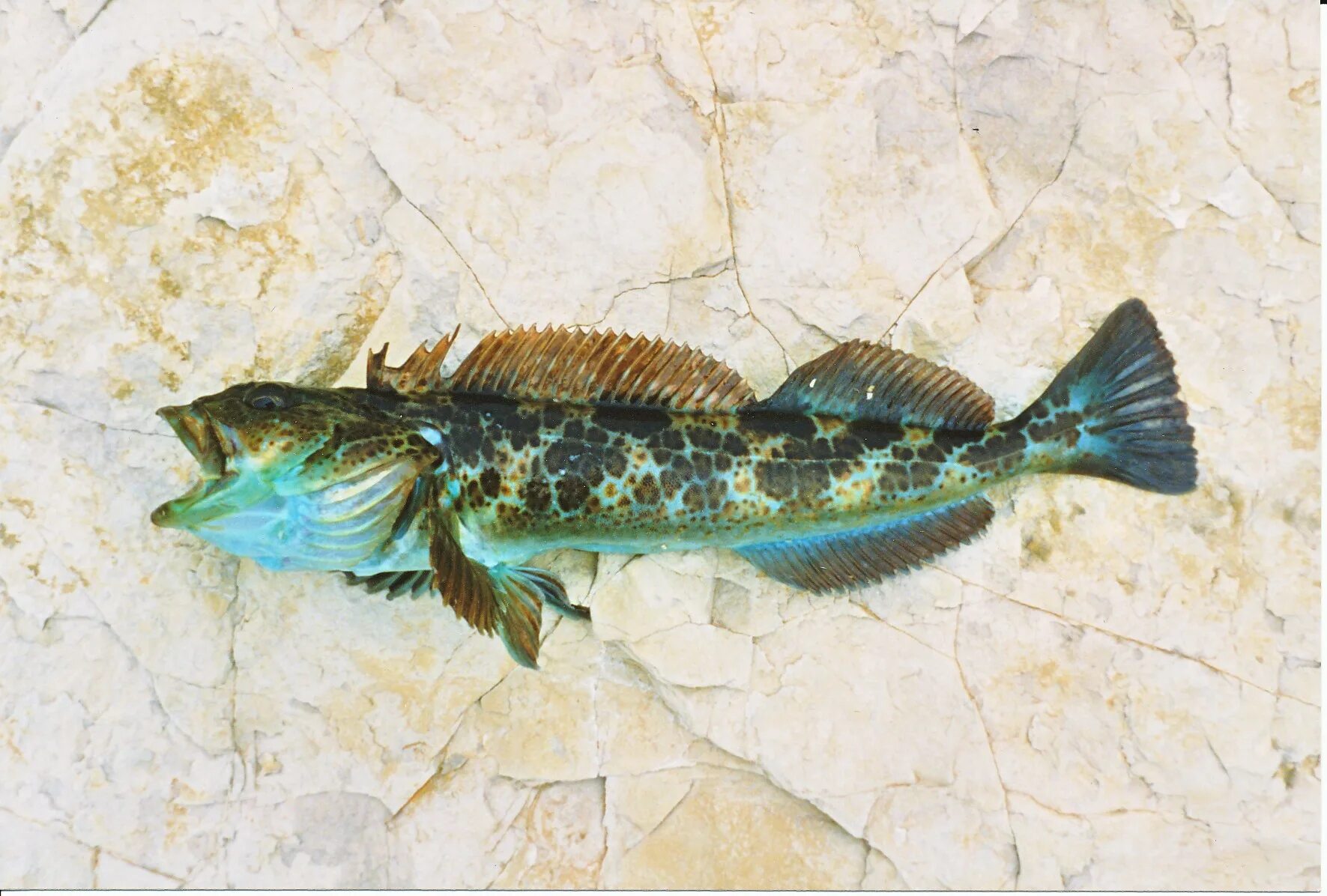 северный однопёрый терпуг. терпуг зубатый. окунь терпуг полосатый. терпуговые. терпуг полосатый.