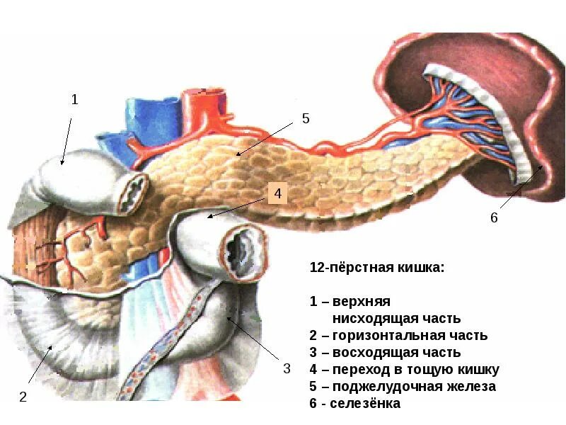 Кишечник анатомия 12 перстной кишки. 12 Ти перстная кишка строение. Строение 12-ти перстной кишки анатомия. Строение кишечника 12 перстной кишки.