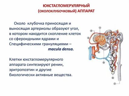 Приносящая артериола выносящая артериола