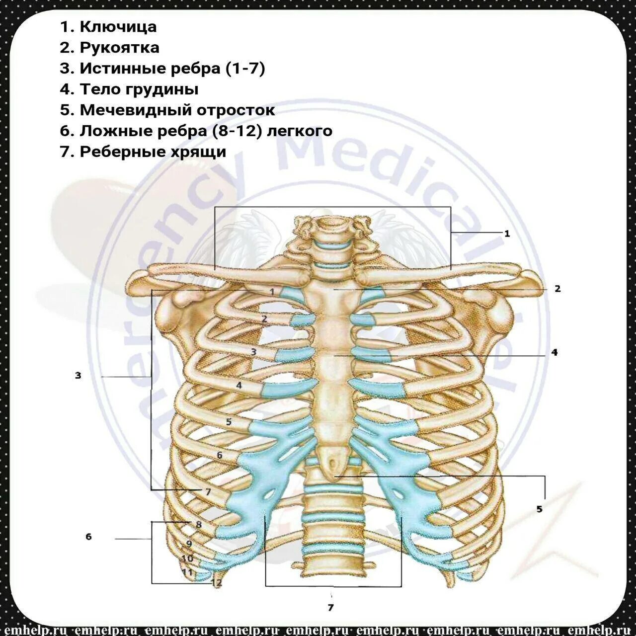 Болит отросток грудины. Болит отросток грудины. Мечевидный отросток грудной клетки. Грудная клетка анатомия мечевидный отросток. Мечевидный отросток грудины где находится у человека.