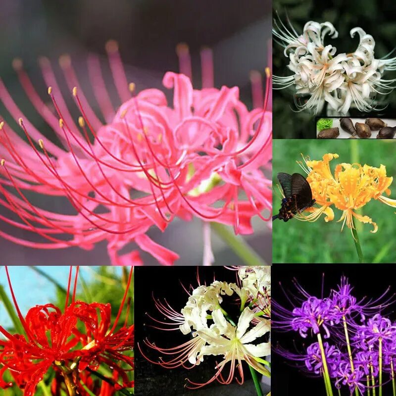 Ликорис ( Lycoris) Lírios, Plantas bulbosas, Plantae