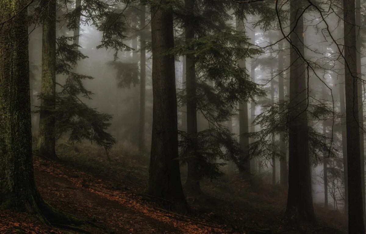 Мрачный еловый лес. Темный лес Твайлайт Форест. Форкс Сумерки Эстетика. Хвойный темный лес Сумерки. Туманный темный хвойный лес.