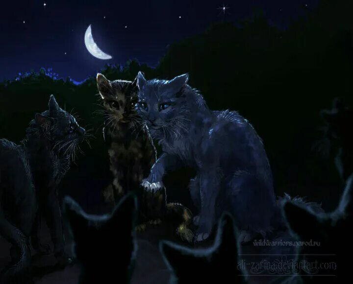 коты воители ночка. ночная звезда коты воители арт. коты воители ночка. коты воителзвездное плменя. коты воители ночка.