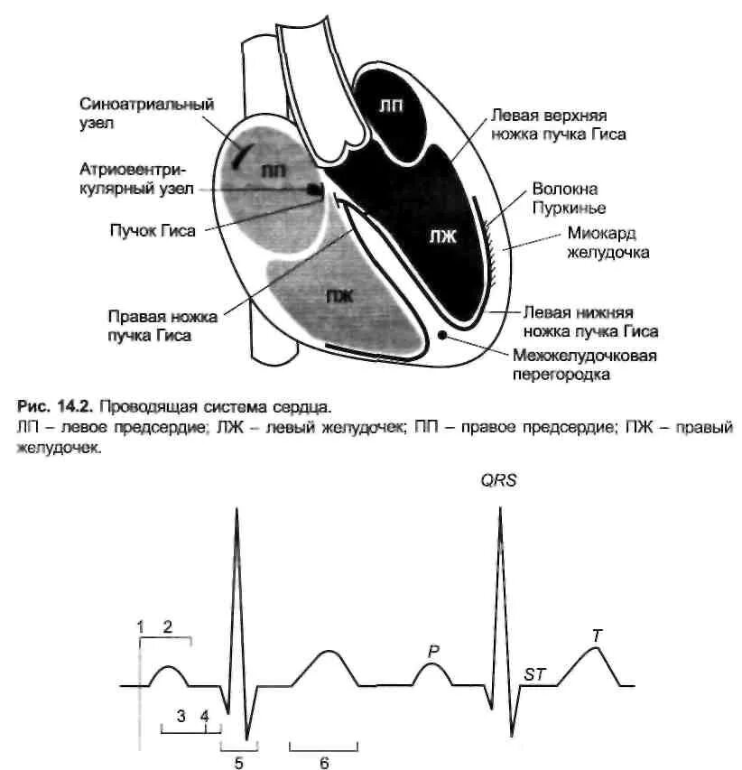 Проводящая система сердца ЭКГ. Патология синоатриального узла ЭКГ. Электрокардиограмма и Проводящая система сердца. Проводящая система сердца и кардиограмма. Миокард левого предсердия