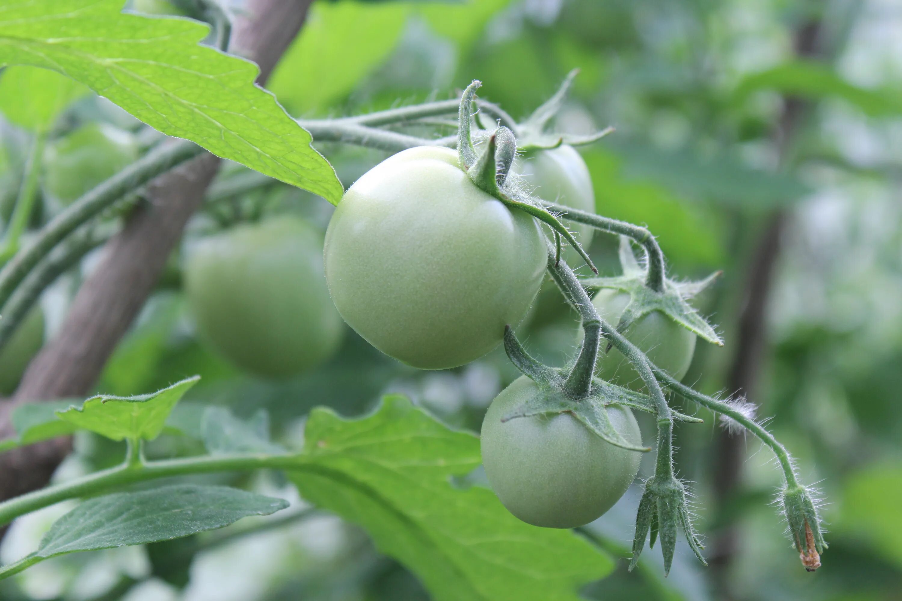 Купить зеленые томаты. Томаты в огороде. Зеленые томаты. Куст помидора. Помидоры в грядке зеленые.