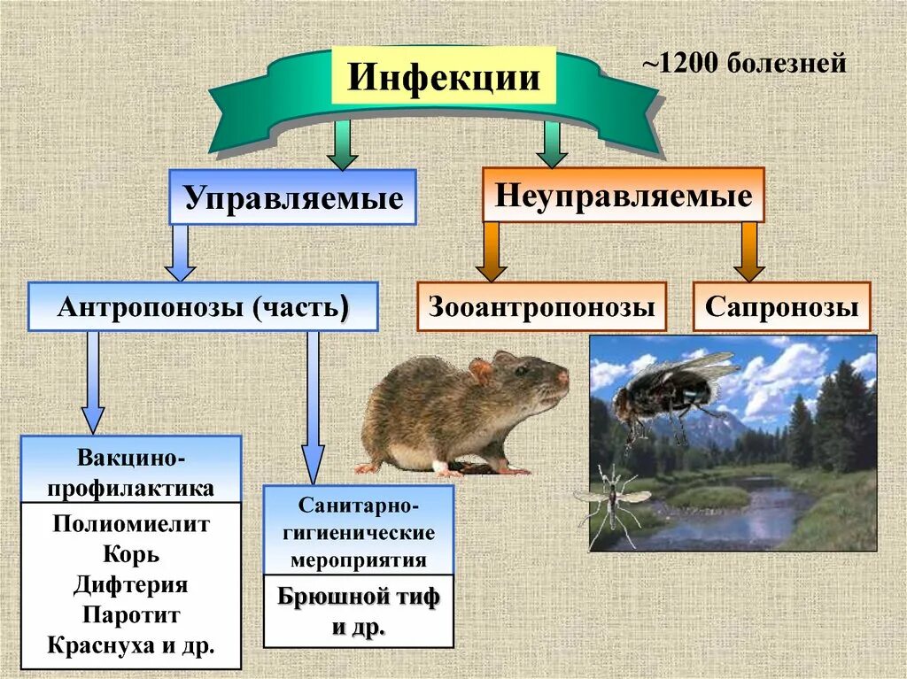Управляемые инфекции. Неуправляемые инфекции. неуправляемые инфекции примеры. понятие об управляемых и неуправляемых инфекциях.