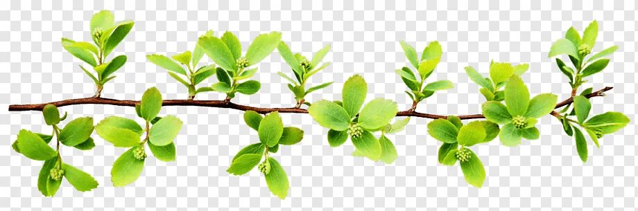 Branch lives