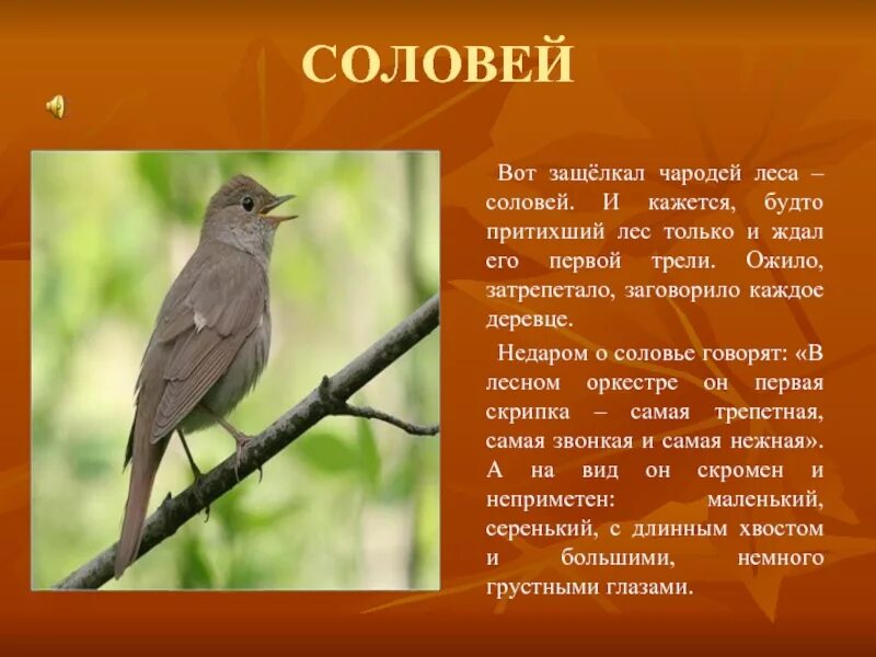 Краткое содержание соловей. Соловей описание. соловей доклад. соловей для презентации. лесные птицы презентация.