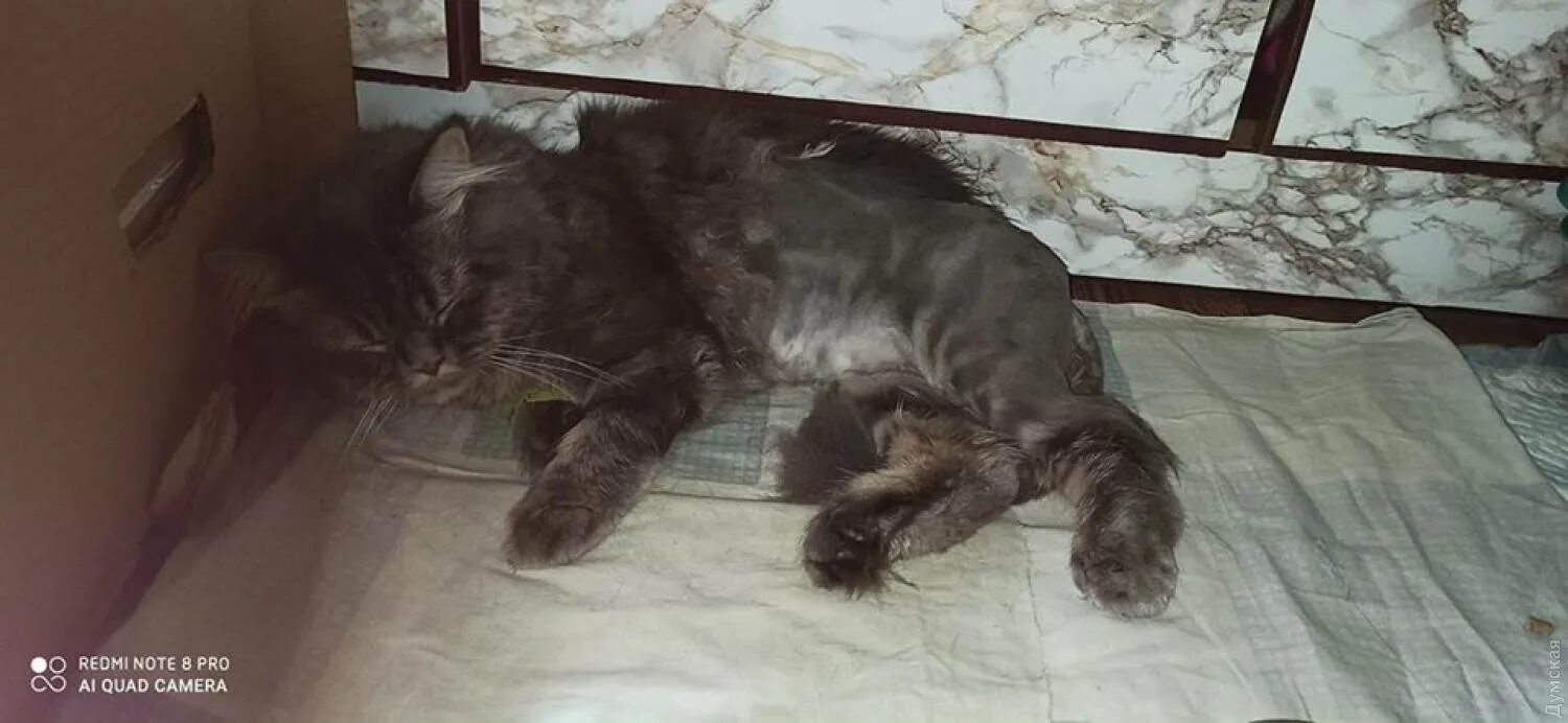 Упавший кот. Упавший кот