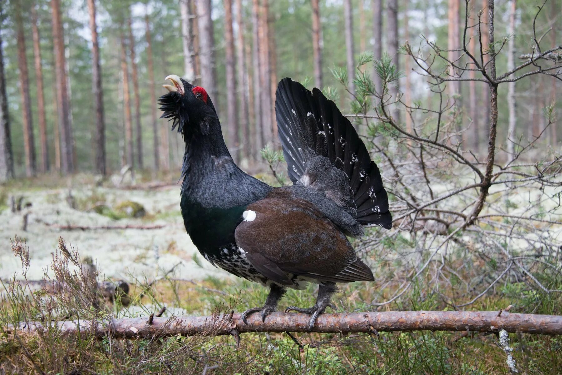 Обыкновенный Глухарь (Tetrao urogallus). Фазан тетерев Глухарь. Глухарь - Capercaillie. Нижнесвирский заповедник Глухарь.