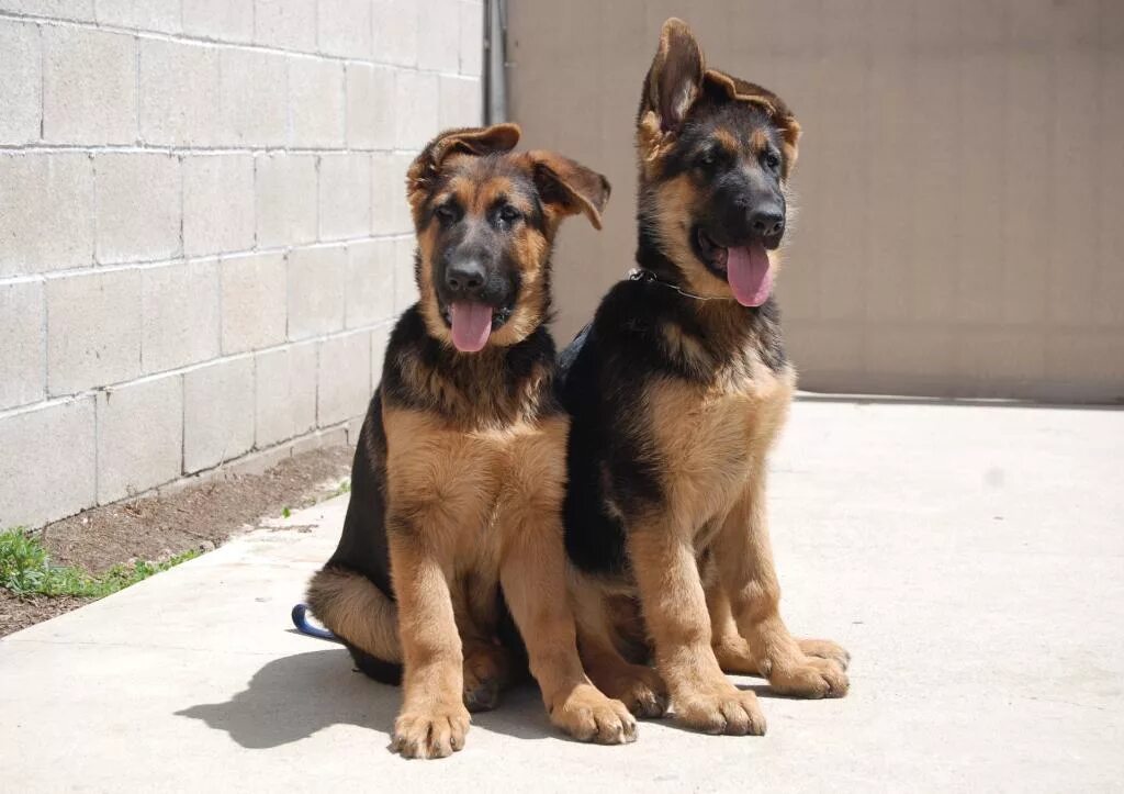 Глаза немецкой овчарки. Как определить щенка немецкой овчарки от дворняги. Щенки от немецкой овчарки и дворняги. Как определить щенка немецкой овчарки от дворняги. Щенки немецкой овчарки 1 месяц украина.