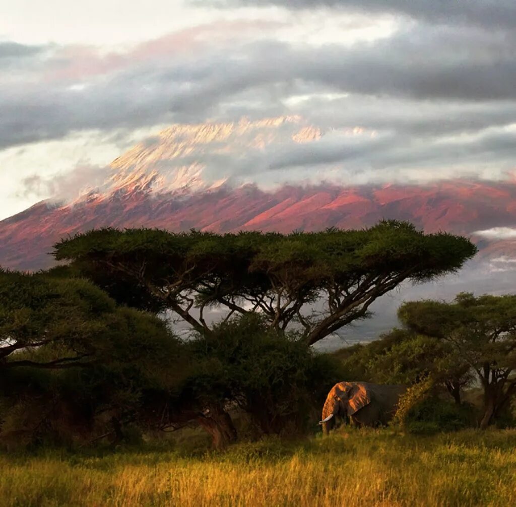 Красивая страна африки. Национальный парк Килиманджаро в Африке. Саванна Килиманджаро. Парк Килиманджаро в Танзании. Саванны Танзании.