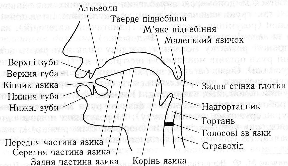 Строение речевого аппарата таблица. Строение речевого аппарата таблица