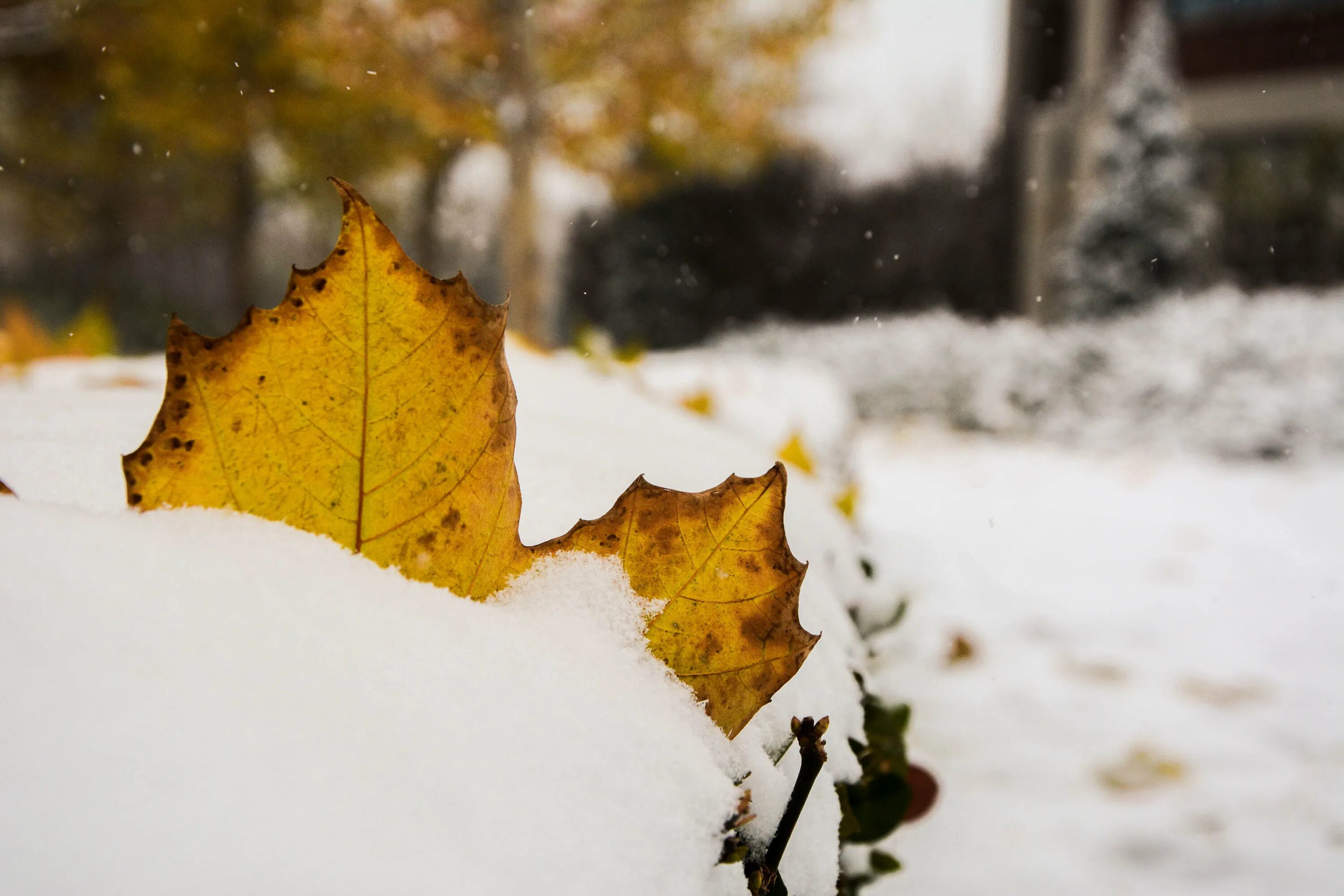 Листья зимой. Осенние листья в снегу. Красивые зимние листья. Желтые листья и снег. Сугробы листьев