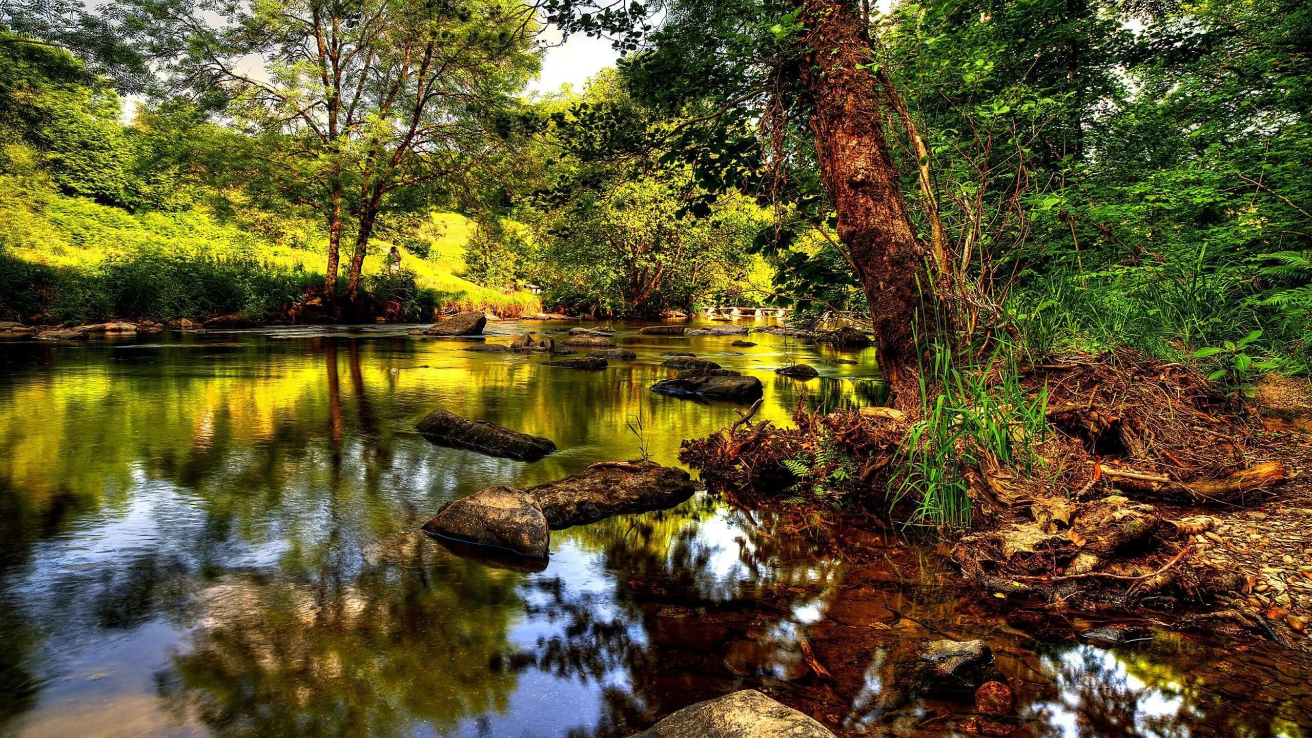 Tree in the river