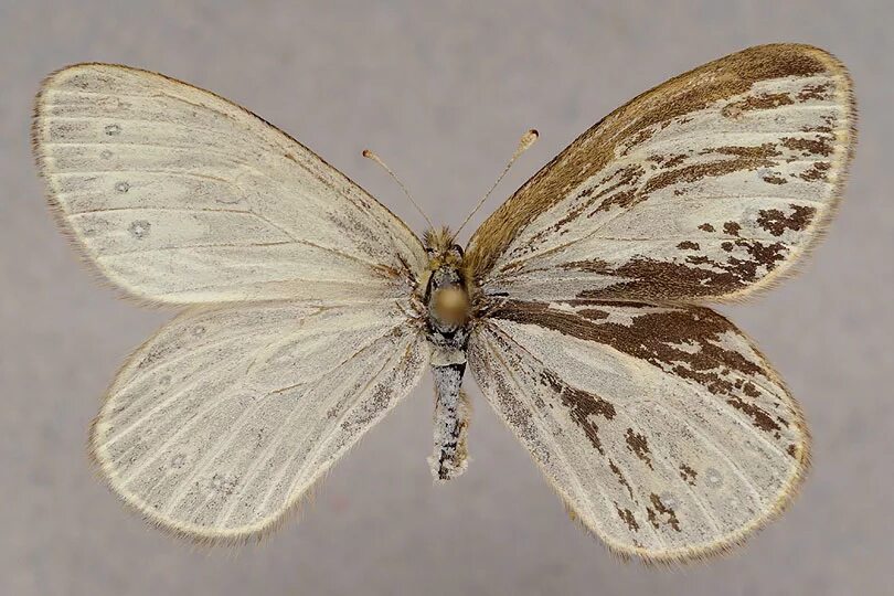 мрамор бабочка. бабочка мраморная бабочка. бабочки на а4. самая красивая бабочка в мире. бабочка мраморная бабочка.